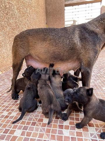 Chiot Malinois charbonné - 2