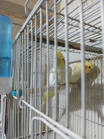 Oiseaux Cockatiel - 2