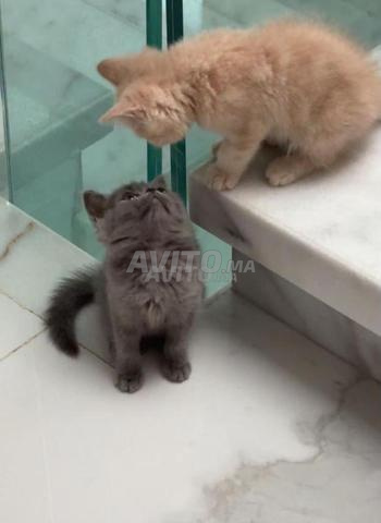 Des chatons Scottish Straight adorables disponibles - 2