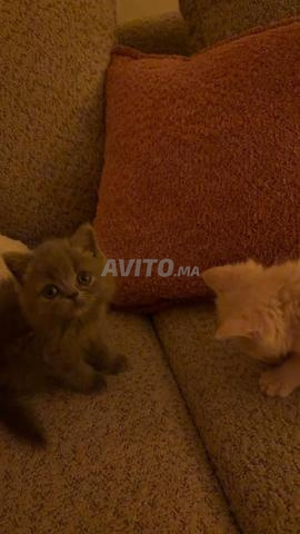 Adorable chatons Scottish Straight - 2