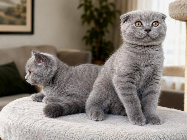 Des chatons British Shorthair blue - 2