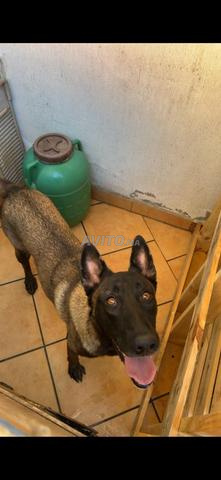 Malinois charbon - 2