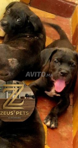 Cane Corso - 2