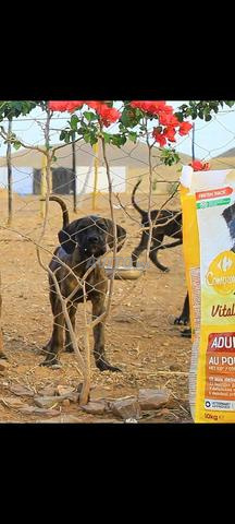Chiots Cane Corso avec pedigree - 2