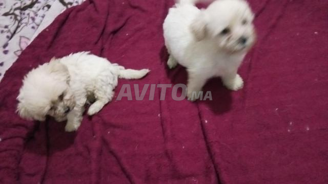 Bichon Maltais pure race - 2