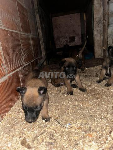Malinois 1 - 2