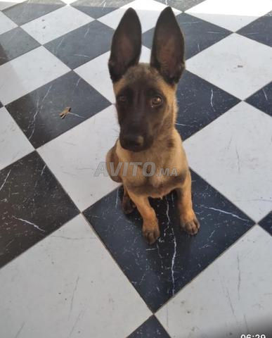 Chien Malinois - 2
