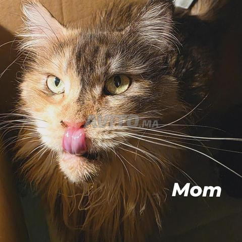 Maine Coon WCF - 2