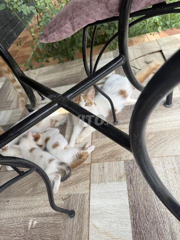 chaton/chat - 2