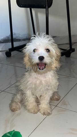 Bichon Maltais à vendre - 2