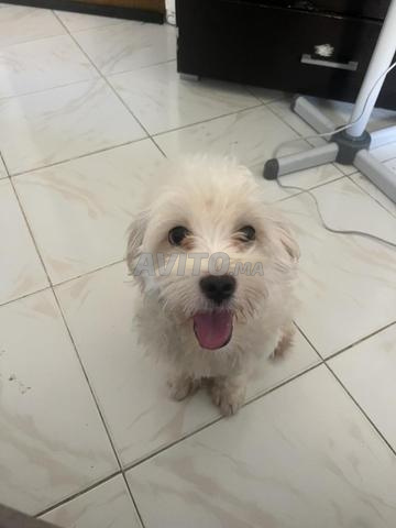 Bichon Maltais à vendre