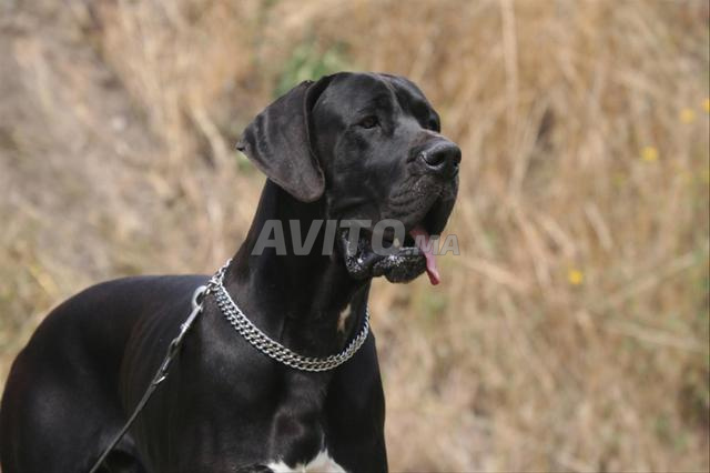 Dogue Allemand noir avec pedigree documenté (chiots) - 2