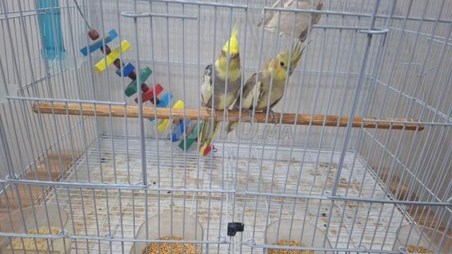 Grand jouet Calopitt pour les mettre avec eux dans la cage - 2