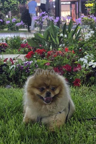 Spitz nain - 2
