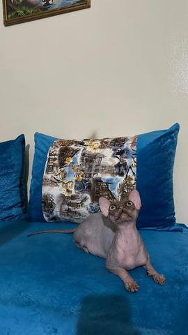 SPHYNX femelle en chaleur - 2