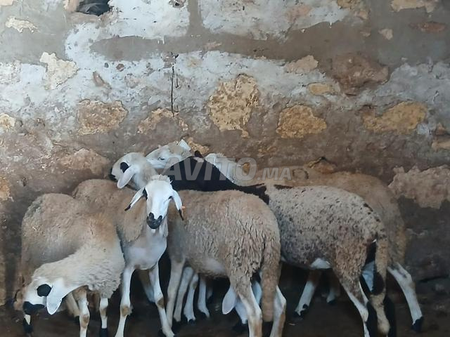 ولاد فارس نواحي البروج - 2