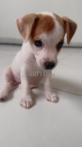 Chiot Jack Russell Terrier à vendre - 2