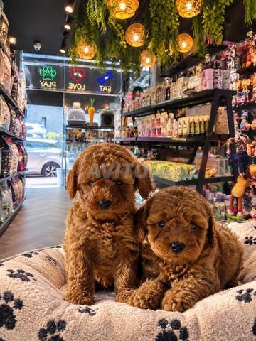 poodle nain