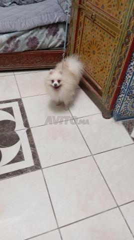Spitz Pomeranian - 2