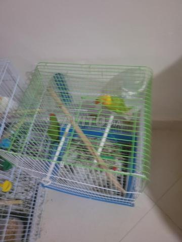 Cockatiel Clubseats - 2