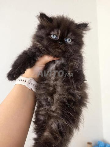 Chaton persan à vendre - 2