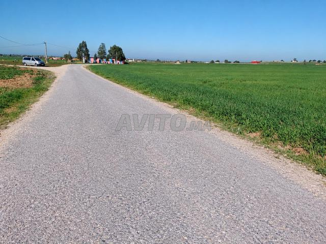 Terrain agricole de 4 hectares à Ben Ahmed - 2