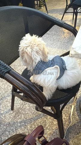 Petit chien - 2