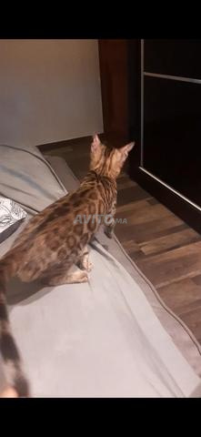 Chat Bengal - 2
