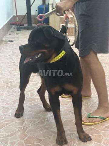 Jeune mâle Rottweiler pédigrée vaccination à jour - 2