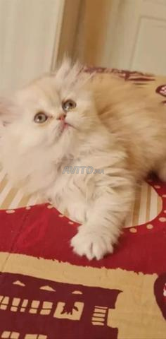 Chat persan - 2