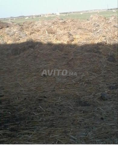 Terrain agricole enregistré de 4 hectares, province de Sidi Bennour - 2