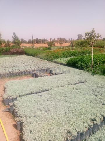 Jardinier Marrakech - 2