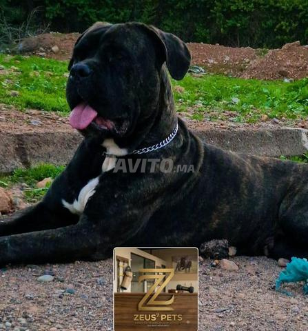 Chiots Cane Corso disponibles à la vente - 2