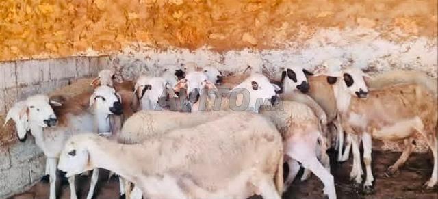 Mouton Sardi de bonne qualité à vendre, bon prix