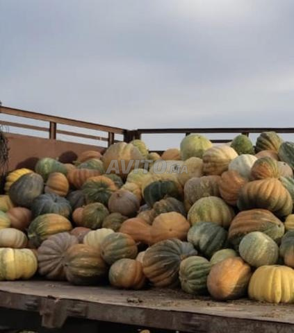 Courges fraîches à vendre - 2