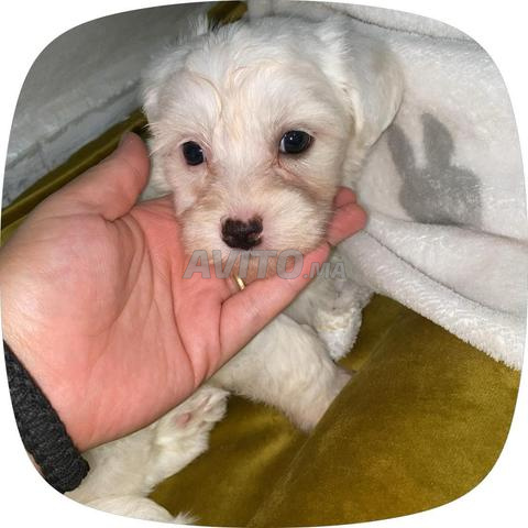 Chienne pure race à vendre - 2
