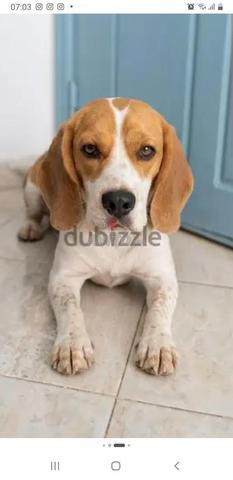 Femelle Beagle de 2 ans, toujours propre - 2