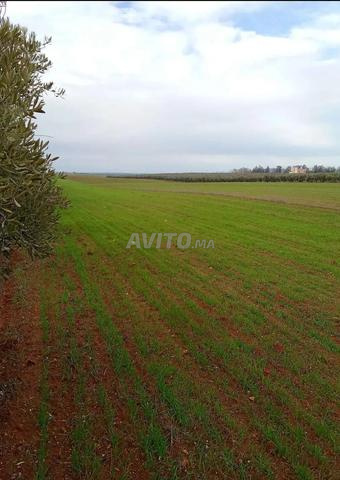 Sept hectares à vendre, enregistrés à Meknès Gharbia.