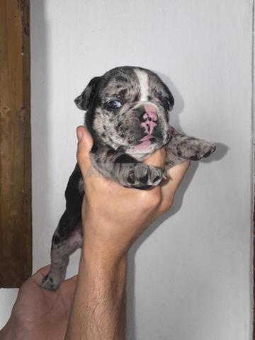Femelle bouledogue français exotique aux yeux bleus - 2