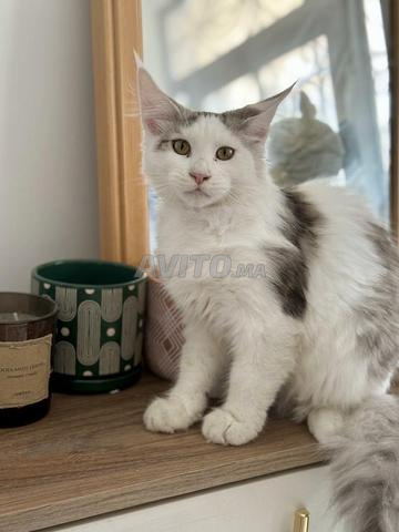 Mâle et Femelle Maine Coon - 2