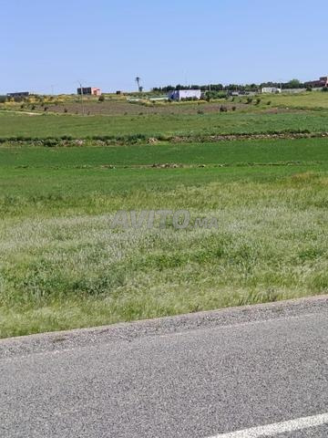 Terrain agricole région El Jadida Oulad Hamdane - 2