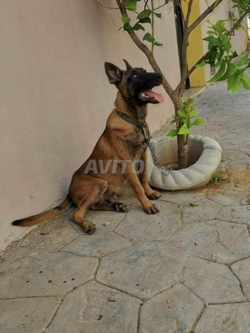 Chien malinois - 2