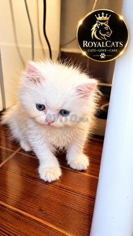 Chat persan à vendre - 2