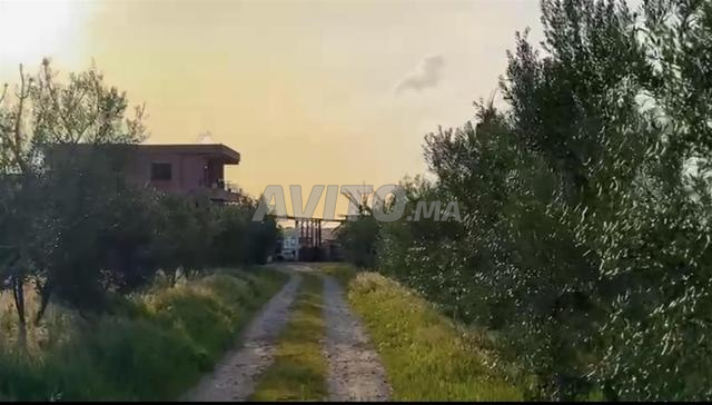 Ferme agricole de 6,8 ha à Tiflet À vendre - 2