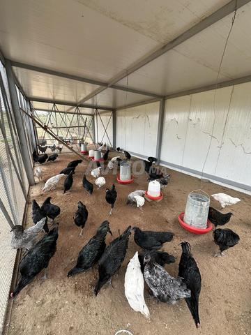 Poulet Australorp - 2