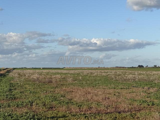 2 terrains agricoles titrés – Khemiss Mettouh