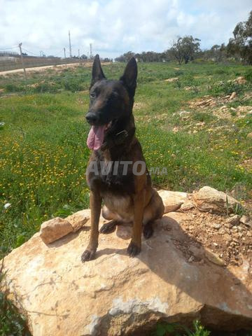 Femelle Malinois de 2 ans et demi - 2