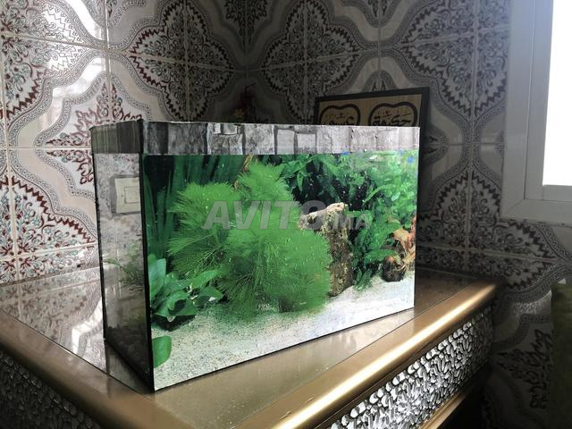 Aquarium en verre - 2