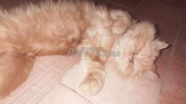 Belle chatte persane à vendre pour circonstances spéciales. - 2