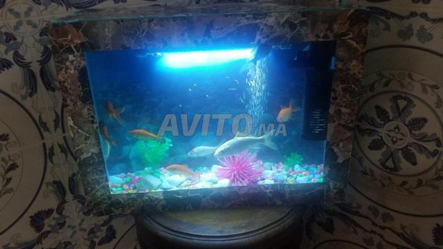 Trois aquariums.. - 2